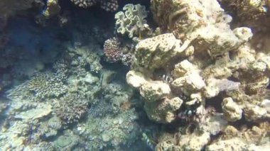 Gökkuşağı balığı veya Thalassoma rueppellii türünün yer aldığı Akabe mercan resifi ve deniz yaşamı: Whitetail Dascyllus, Dascyllus aruanus türleri, Convict tang ve Tang denizci cerrah balıkları