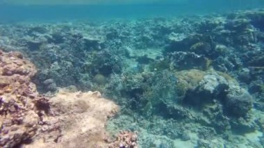 Kızıldeniz 'deki Aqabas mercan resifinin sularındaki renkli mercanlar arasında çeşitli deniz yaşamı gelişir. Beyaz kuyruklu Dascyllus veya Dascyllus aruanus, sarı çene kırışıklığı ve mavi-yeşil viridis balığı