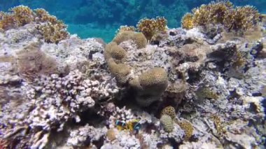 Akabe 'deki mercan resifleri arasında bol miktarda deniz yaşamını şnorkelle yüzerek keşfetmek, palyaço balıklarını doğal yaşam alanlarında yakalamak. Palyaço anemonbalığı: Amphiprion ocellaris türü ve sarı ateş mercanları