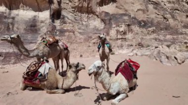 Develerden oluşan sakin bir grup Ürdün 'deki görkemli Wadi Rum çölünün kumtaşı oluşumlarının çarpıcı zeminine geleneksel eyerleriyle huzur içinde oturur.