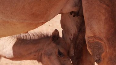 Wadi Rum Çölü 'nün sakin manzarasında annesinin sütünü içen buzağıya yaklaşırken nefes kesici Ürdün vahşi doğası arasında doğal bir beslenme anı yakalıyor.