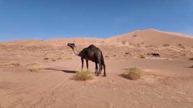 Umman 'ın kara develeri güzellikleri ve hızları için ödüllendirilirler. Ülkenin festivallerini, ırklarını ve törenlerini şereflendirirler. Umman Çölü' nün mirasını ve kültürünü yansıtırlar..