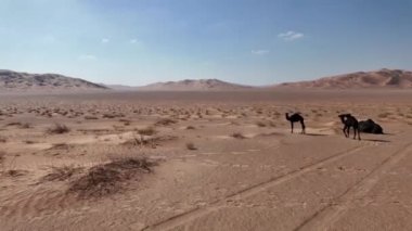 Umman Çölü 'nde buzağıları olan bir Kara Deve, umut ve devamlılığın bir sembolü olan kurak alanda, parlak cazibesi ve meraklı bakışlarıyla büyüleyicidir. Suudi Arabistan sınırı