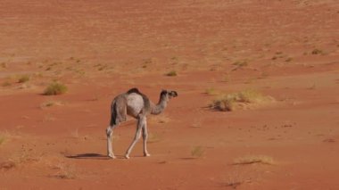 Siyah deve yavrusu, güzelliği ve hızlılığı somutlaştıran, Rub al-Khali çölünün genişliğinde, bu görkemli yaratıklar çölde yaşayan insanların zengin bir mirasını ve kültürel önemini sembolize ediyor..