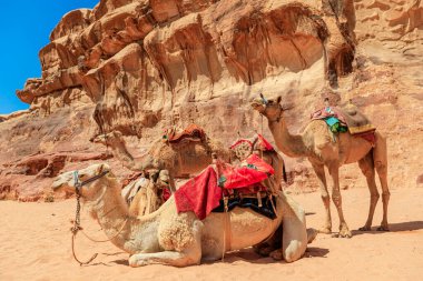 Develerden oluşan sakin bir grup Ürdün 'deki görkemli Wadi Rum çölünün kumtaşı oluşumlarının çarpıcı zeminine geleneksel eyerleriyle huzur içinde oturur.