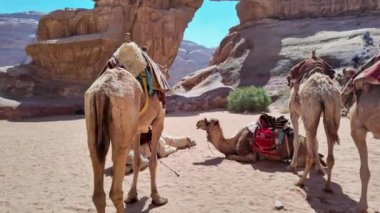 Ürdün 'ün Wadi Rum Çölü' ndeki ikonik Um Fruth kaya kemerinin yanında dinlenen develerin sakin manzarası, doğal güzelliği ve kültürel özünü gözler önüne seriyor.