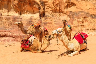 Develerden oluşan sakin bir grup Ürdün 'deki görkemli Wadi Rum çölünün kumtaşı oluşumlarının çarpıcı zeminine geleneksel eyerleriyle huzur içinde oturur.