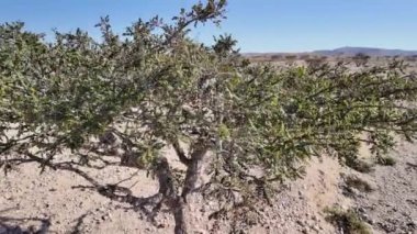 Wadi Dawkah Park Umman 'daki Frankincense Ağaçları' nın en üst manzarası UNESCO Sitesi olarak tarihsel önemiyle tanınıyor. Eski Frankincense ağaçlarının filizlendiği bu doğal parkın önemi
