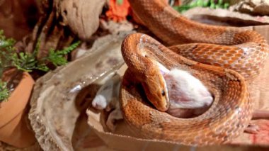 An orange corn snake devouring a rodent. Pantherophis guttatus, native to North America, is a species of rat snake that captures and immobilizes its prey through constriction. Close-up view of the