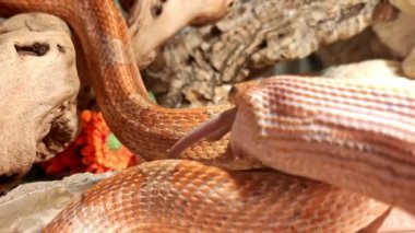 Teraryumda fare yiyen kırmızı bir morph mısıryılanı. Pantherophis guttatus, bir Kuzey Amerika fare yılan türü, avını kıskaçla yakalar. Mısır yılanının griyi yutmasını izle.