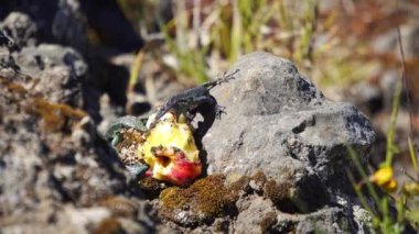 Teira Dugesii olarak da bilinen Madeiran duvar kertenkeleleri, doğal ortamlarında bir kayanın üzerinde atılmış bir elmayı paylaşıyorlar. Madeira takımadaları Portekiz 'de