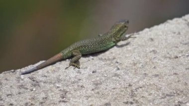 Madeiran duvar kertenkelesi ya da Teira Dugesii olarak bilinen küçük yeşil kertenkele, taş bir duvarda güneşleniyor. Bu tür Madeira takımadalarına endemiktir, Portekiz