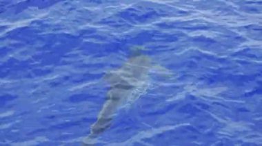 Oyuncak dişli yunuslar Atlantik 'te berrak suyun yüzeyinde güneşli günün tadını çıkararak yüzerler. Sakin sahne, deniz yaşamını doğal ortamında yakalar. Steno bredanensis türü.