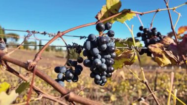 İtalya 'daki Serravalle üzüm bağları arasında sonbahar manzarayı değiştiriyor, berber üzümlerini koyu mor ve kırsal altın renkleriyle boyuyor..
