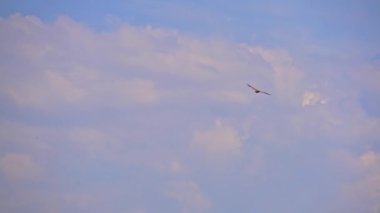 Görkemli griffon akbabası, Sırbistan 'daki Uvac doğa rezervinin açık mavi gökyüzünde zarif bir şekilde süzülerek beyaz bulutlara karşı çarpıcı bir siluet oluşturdu.