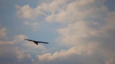 Görkemli griffon akbabası, Sırbistan 'daki nefes kesen Uvac kanyonunun üzerindeki çarpıcı gökyüzünde zarifçe süzülerek korunan bilinçli bir ortamda güç ve özgürlüğü simgeliyor.