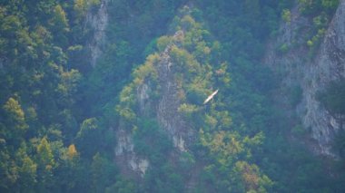 Büyük kanat açıklığına sahip Griffon akbabası, Sırbistan 'daki Uvac özel doğa rezervinin yemyeşil kanyonu üzerinde uçuyor