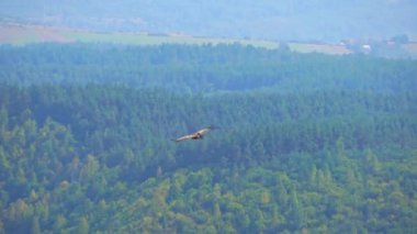 Sırbistan 'ın Uvac özel doğa rezervinde yeşil suyla güzel Uvac nehir kanyonu üzerinde uçan büyük kanat açıklığına sahip Griffon akbabası