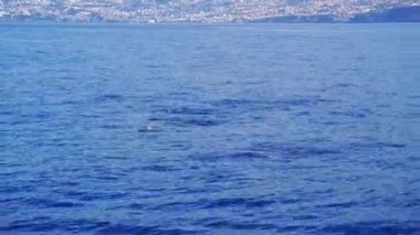 Bir grup dişlek yunus Portekiz 'in Madeira adasındaki okyanusun derin mavi sularının hemen altında yüzüyor ve zıplıyorlar. Steno bredanensis türü.