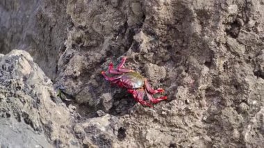 Kırmızı hafif ayaklı yengeç volkanik kayaların üzerinde duruyor. Canlı kırmızı dış iskeletini ve benzersiz özelliklerini gösteriyor. Bu tür. Madeira 'da bulundu. Portekiz. Çevikliği ve tırmanma kabiliyetiyle bilinir.