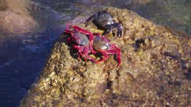 Suların kenarındaki engebeli bir kayanın üzerine tünemiş canlı kırmızı yengeçler sıcak güneş ışığında güneşleniyor ve Portekiz 'deki Madeira adasının okyanus esintisinin tadını çıkarıyorlardı.