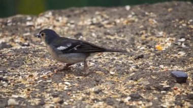 Portekiz 'in Madeira adasındaki doğal habitatında tohumlarla beslenen renkli erkek Madeiran papatyası. Kuş gözlemcileri ve doğa fotoğrafçıları için mükemmel. Fringilla maderensis türü.