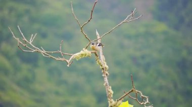 Erkek Madeiran papatyası ağaçta, doğal ortamının huzurunun tadını çıkarıyor. Bu endemik tür Madeiras avifauna 'nın eşsiz güzelliğini sergiliyor. Fringilla maderensis türü.