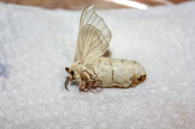 Close-up of a white silkworm moth with delicate wings, resting on a white surface. The moths intricate patterns and delicate features are highlighted against the neutral backdrop clipart