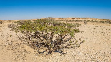 Wadi Dawkah Park Umman 'daki Frankincense Ağaçları' nın en üst manzarası UNESCO Sitesi olarak tarihsel önemiyle tanınıyor. Eski Frankincense ağaçlarının filizlendiği bu doğal parkın önemi