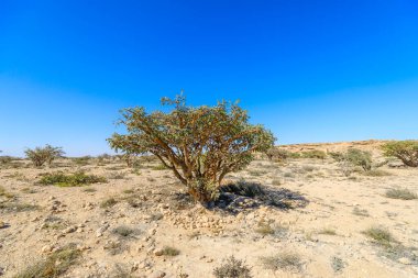 Wadi Dawkah doğal parkının kayalık çöllerinde yetişen tütsü ağacı, açık mavi gökyüzü ile Umman, Zufar 'daki bir unesco dünya mirası alanı.