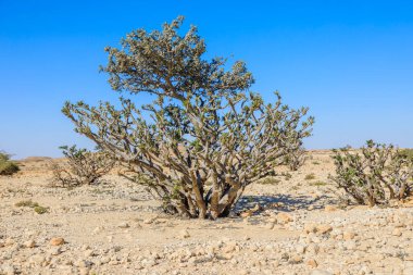 Umman 'daki Wadi Dawkah doğal parkının kurak arazisinde büyüyen Boswellia sakra ağacı. Umman, Zufar' da bulunan bir unesco dünya mirası alanı. Kayalık arazisi ve açık mavi gökyüzü.