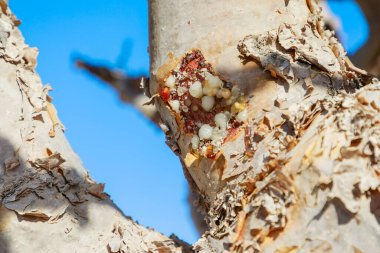 Frankincense Ağacı 'nın aromatik reçinesinin yakın çekimi, Umman kültür mirası ve ticaret mirasının asırlık bir sembolü. Wadi Dawkah Doğal Parkı.