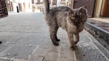 Suudi Arabistan 'ın tarihi bölgesinde, Jeddahs caddesi boyunca yürüyen, heterokromi hastası gri sokak kedisi, arka planda bulanık insan figürleri, şehir yaşamını yakalıyor.