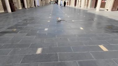 Geleneksel çarşaf ve tarihi binaların yer aldığı UNESCO Dünya Mirası alanı Suudi Arabistan 'ın tarihi Jeddah ilçesi Al-Balad' da kaldırımda oturan beyaz ve kahverengi sokak kedisi.
