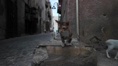 İki sokak kedisi Jeddahs 'ın eski kasabasının dar sokaklarını keşfediyor. Şehirlerin eşsiz cazibesini ve bu kedi sakinlerinin varlığını sergiliyorlar.