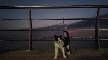Günbatımında Jeddah Rıhtımı Corniche boyunca yürüyen siyah ve beyaz kedi, arka planda muhteşem bir şekilde yükselen Kral Fahds Çeşmesi, Suudi Arabistan güzelliğini gözler önüne seriyor.