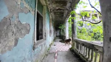 Gürcistan 'ın Tskaltubo kentindeki çürüyen Sanatoryum' un terasında gezen başıboş bir köpek. Sovyetler Birliği 'nin çöküşünün ardından terk edilmiş ve dağılmış bir spa merkezi.