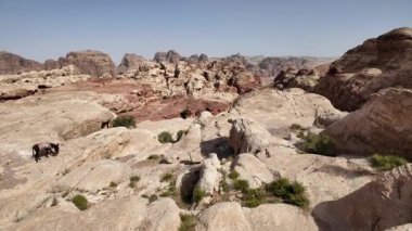 Eşek, Ürdün 'deki bir unesko dünya mirası olan kayıp şehir Petra' nın kayalık arazisinde yolunu buluyor.