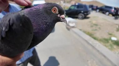 Khor Virap Manastırı yakınlarındaki bir güvercin satıcısı, genellikle düğünler ve dini mekanlarla bağlantılı olan barış ve bereketi sembolize eden yerel bir geleneğin parçası olarak salınmaya hazır bir güvercin tutuyor..