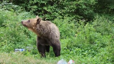 Karpatya kahverengi ayısı yeşil bitki örtüsü ve atılmış plastik şişelerin arasında duruyor ve Romanya 'nın Transfagarasan yolu ve Transilvanya' nın vahşi doğası üzerindeki insan etkisini vurguluyor.