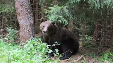 Karpatya kahverengi ayısı yeşil bitki örtüsü ve atılmış plastik şişelerin arasında duruyor ve Romanya 'nın Transfagarasan yolu ve Transilvanya' nın vahşi doğası üzerindeki insan etkisini vurguluyor.,