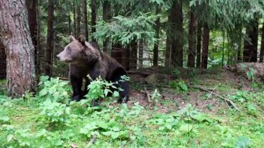Romanya 'nın Transilvanya kentindeki yaz aylarında Romanya' nın Transilvanya kentindeki Transilvanya Dağları 'ndaki Transfagarasan yakınlarındaki sarp bir orman yamacında yoğun yeşil yapraklar arasında gezinen Karpatya kahverengi ayısı.