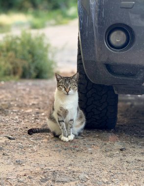 Ukrayna 'da araba tekerleğinin yanında bir kedi oturuyor.
