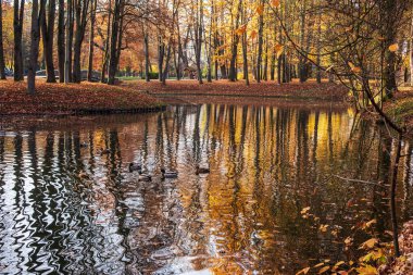 Şehir parkındaki gölet manzarası, altın sonbahar konsepti, Ukrayna, Ivano-Frankivsk, 30.10.2022. Yüksek kalite fotoğraf