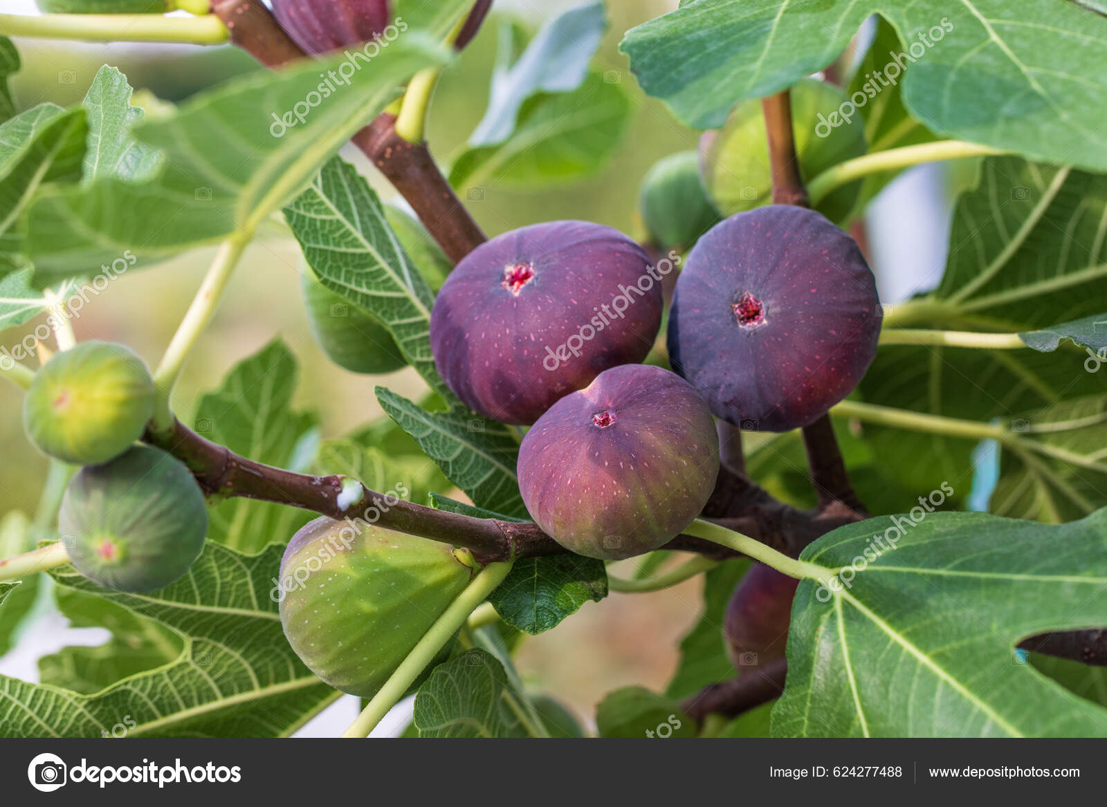 Soluções de Automação de Fábrica ANKO FOOD | Equipamentos de Linha de  Produção de Alimentos Industriais, image size:1600x1167