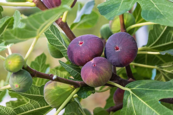 Higos Frutas Rama Del Árbol Primer Plano Higos Dulces Crudos — Foto de Stock