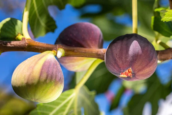 Figs fruits on the tree branch, figs agains the blue sky, closeup, raw sweet figs, organic food, selective focus, blurred. High quality photo