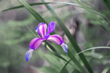 Mavi bayrak çiçeği, ya da Iris Virginica, ya da armalı süsen çiçeği, menekşe çiçeği. Yan görüş. Yüksek kalite fotoğraf