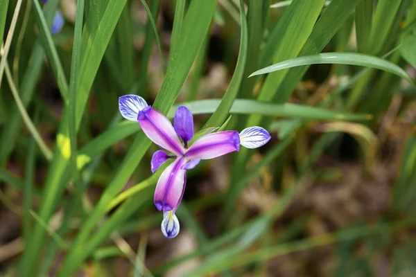 Blue flag iris flower, or Iris virginica, or crested iris close up, violet flower. High quality photo