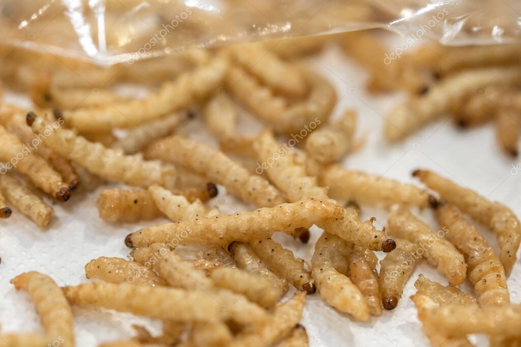 Fried worm bamboo edible, Bamboo Caterpillar, Thai street food. Source